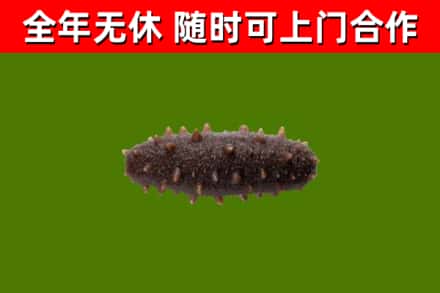 水城烟酒回收干海参.jpg